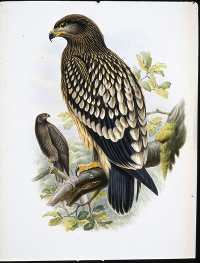 Merikotka (Aquila Naevia) (käsin värjätty litografia) tekijältä John (after) Gould