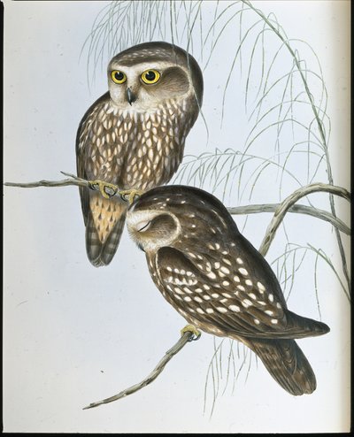 Pöllö (Athene Maculata) (käsinvärinen lito) tekijältä John (after) Gould