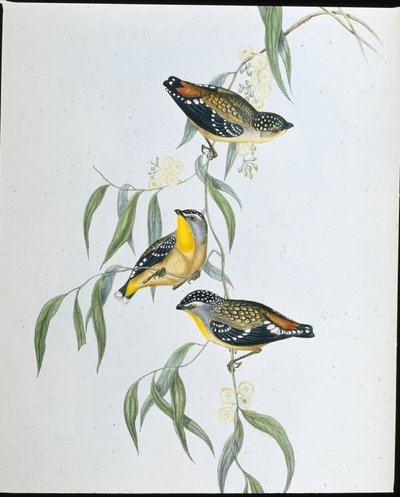 Täplikäs pardalote (Pardalotus Punctatus) (käsinvärinen lito) tekijältä John (after) Gould