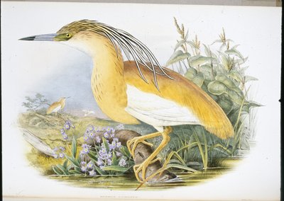 Squacco Heron (Buphus Comatus) (käsinvärinen lito) tekijältä John (after) Gould