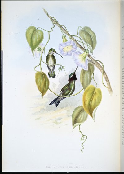 Raidarintainen tähtikurkku (heliomaster mesoleucus) (käsinvärinen lito) tekijältä John (after) Gould