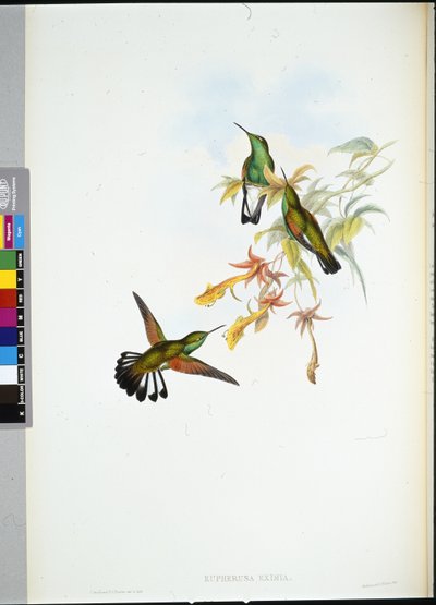 Raitahäntäkolibri (Eupherusa Eximia) (käsinvärinen lito) tekijältä John (after) Gould
