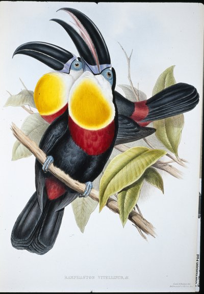 Rikki-valkoinen tukaani (Ramphastos Vitellinus) (käsinvärinen lito) tekijältä John (after) Gould
