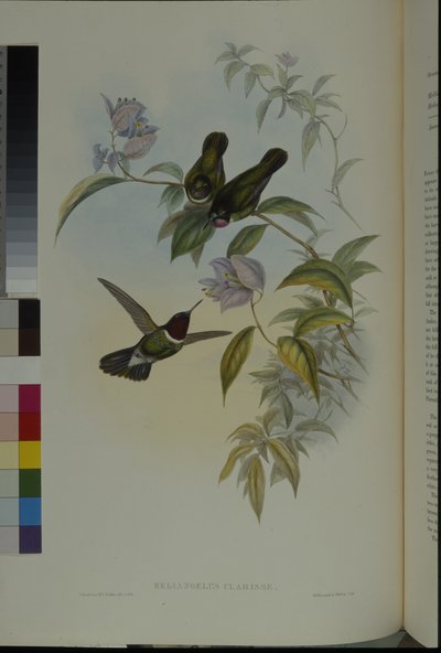 Aurinkoenkeli (Heliangelus Clarisse) (käsinvärinen lito) tekijältä John (after) Gould