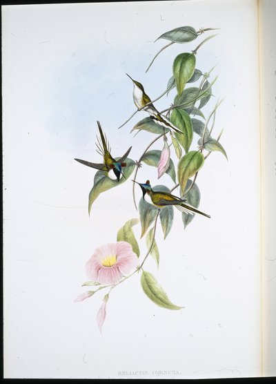 Sun Gem (Heliactin Cornuta) (käsinvärinen lito) tekijältä John (after) Gould