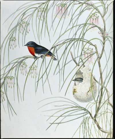 Swallow Dicaeum (käsinväriset hahmot) tekijältä John (after) Gould