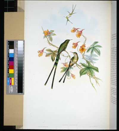Junankuljettaja (lesbia eucharis) (käsinvärinen lito) tekijältä John (after) Gould