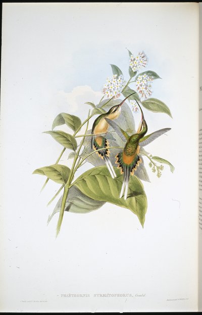 Junaa kantava erakko (Phaethornis Syrmatophorus) (käsin värjätty litografia) tekijältä John (after) Gould
