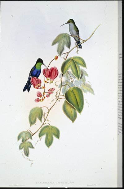 Tschudin Panoplitit (Thalurania Tschudi) (käsinvärinen lito) tekijältä John (after) Gould