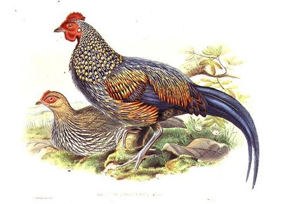 Taiteilijan ja William Hartin (1823-1894) kaivertama kaksi aasialaista fasaania (Gallus Sonneratii) (litho) tekijältä John (after) Gould