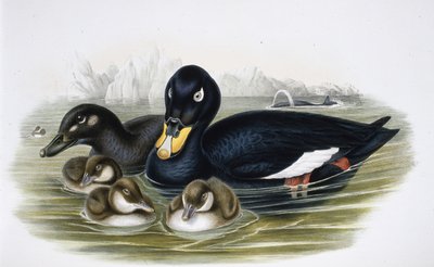 Velvet Scoter (oidemla fusca) (käsinvärinen litho) tekijältä John (after) Gould