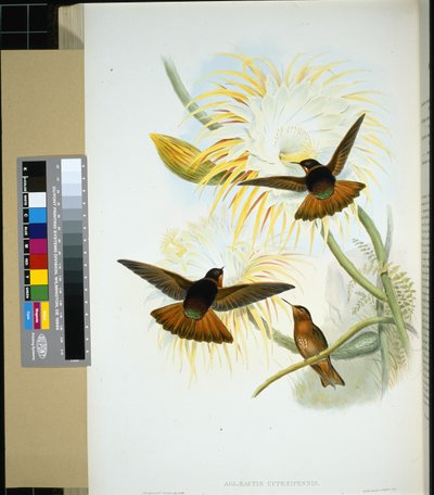 Venezuelan stenura (panychlora stenura) ja (panychlora Russata) (käsinvärinen lito) tekijältä John (after) Gould