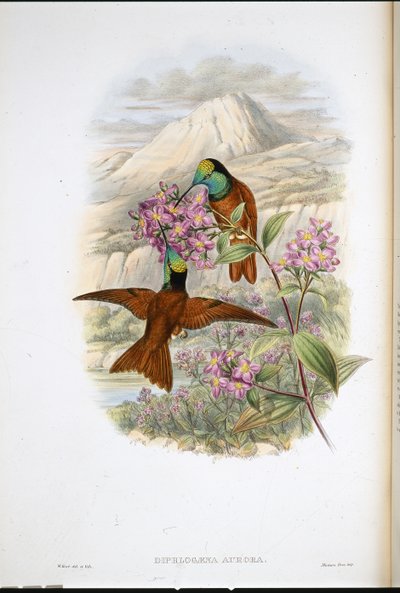 Warszewiczin sateenkaaren kolibri (Diphlogaena Aurora) (käsinvärinen lito) tekijältä John (after) Gould
