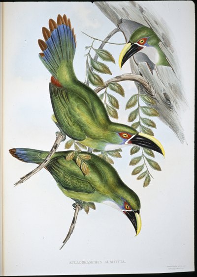 Valkokaistaleinen Groove-bill Toucan (Aulacoramphus Albivitta) (käsinvärinen litho) tekijältä John (after) Gould