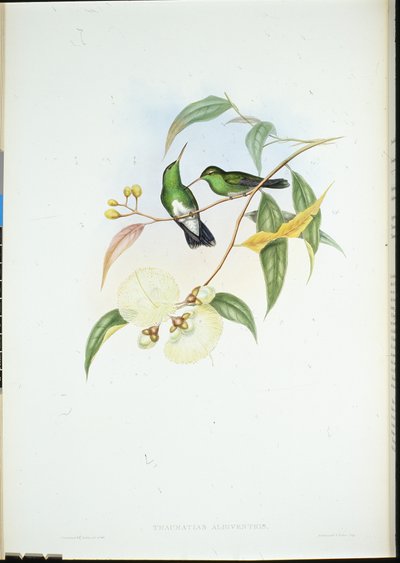 Valkovatsasmaragdi (Thaumatias Albiventris) (käsinvärinen lito) tekijältä John (after) Gould