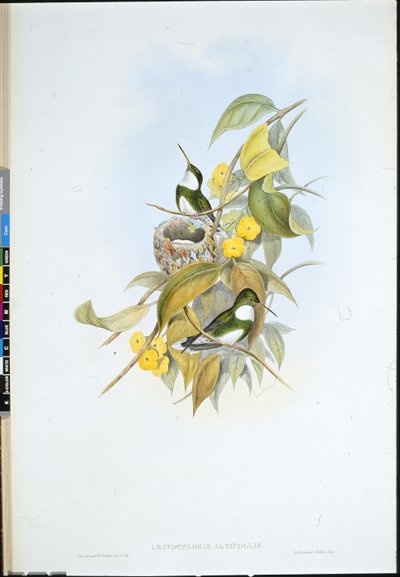 Valkokurkku (Leucochloris Albicollis) (käsinvärinen lito) tekijältä John (after) Gould