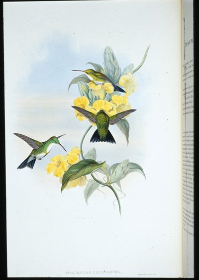 Valkokurkkusmaragdi (Thaumatias Leucogaster) (käsinvärinen lito) tekijältä John (after) Gould
