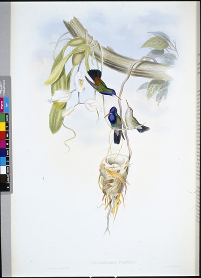 Valkokurkkusafiiri (Hylocharis Cyaneus) (käsinvärinen lito) tekijältä John (after) Gould
