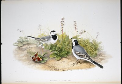 White Wagtail (Motacilla Alba) (käsinvärinen litho) tekijältä John (after) Gould