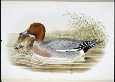 Widgeon (Mareca Penelope) (käsinvärinen litho) tekijältä John (after) Gould