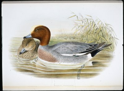Widgeon (Mareca Penelope) (käsinvärinen litho) tekijältä John (after) Gould