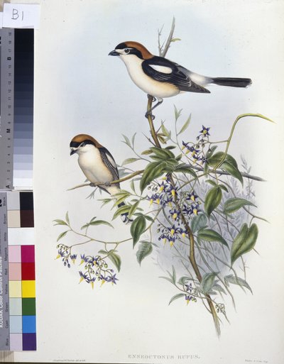 Woodchat Shrike (Enneoctonus Rufus) (käsinvärinen litho) tekijältä John (after) Gould