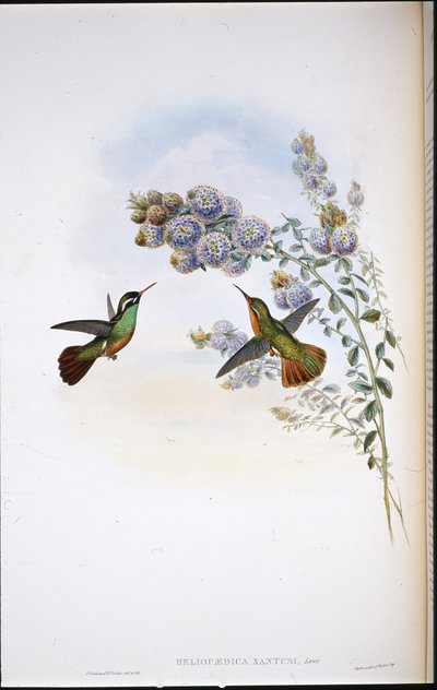 Xantuksen kolibri (Heliopaedica Xantusia) (käsinvärinen lito) tekijältä John (after) Gould
