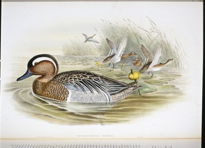 Querquedula Circia (käsinvärinen lito) tekijältä John (after) Gould