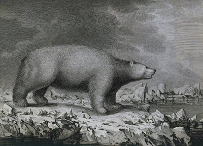 Jääkarhu, Peter Mazelin kaiverrus John Webberin (1750-1793) piirtämän James Cookin kolmannen matkan aikana tekijältä John (after) Webber