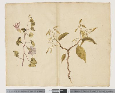 F.13 Ipomea Pes, vuohi; Celtis paniculata, n. 1790-1795 (akvarelli ja muste paperille) tekijältä John (attr. to) Doody