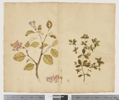 F.15 Lagunaria Patersonia; Alyxia gynopogon, n. 1790-1795 (akvarelli ja muste paperille) tekijältä John (attr. to) Doody