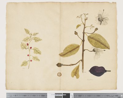 F.18 Tetragonia impplexicoma; Caparis nobilis 