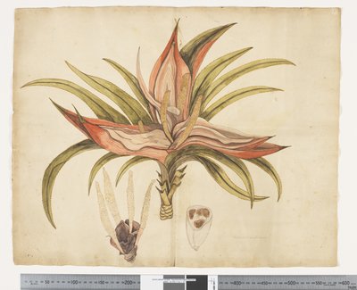 F.1 Freycinetia baueriana, n. 1790-1795 (akvarelli ja muste paperille) tekijältä John (attr. to) Doody