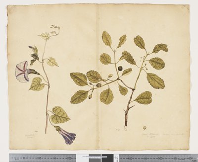 F.24 Ipomoea congesta; Elaeodendron curtipendulum, n. 1790-1795 (akvarelli ja muste paperille) tekijältä John (attr. to) Doody