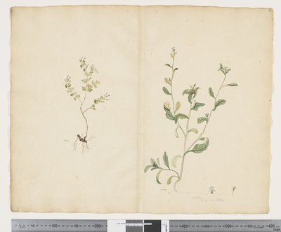 F.25 Euphorbia sparrmannii; Lobelia alata, n. 1790-1795 (akvarelli ja muste paperille) tekijältä John (attr. to) Doody