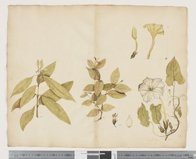 F.6 Wikstroemia Australis; Ipomea, n. 1790-1795 (akvarelli ja muste paperille) tekijältä John (attr. to) Doody