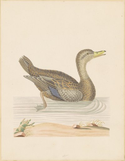 Roan Duckfinnish tekijältä John Abbot