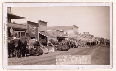 Ox teams at Sturgis, D.T., pub.1887 - 1892 (kuva) tekijältä John C. H. Grabill