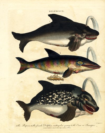 Delfiinilajit - pyöriäiset ja orkat tekijältä John Chapman