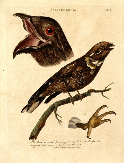 Yökkönen (Caprimulgus) tekijältä John Chapman