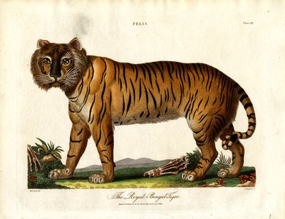 Bengalin kuninkaallinen tiikeri (Felis Tigris) tekijältä John Chapman