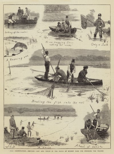 Kalojen säilyttäminen, verkkokarppi ja suutari Bushey Parkin lammissa Thamesin istuttamiseen tekijältä John Charles Dollman