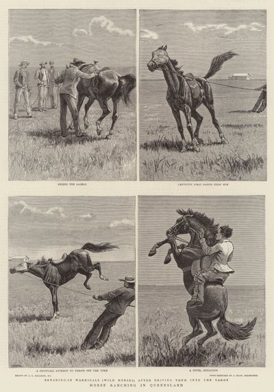 Hevosten kasvatus Queenslandissa tekijältä John Charles Dollman