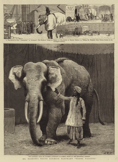Herra Barnumin valkoinen burmalainen norsu Toung Taloung tekijältä John Charles Dollman
