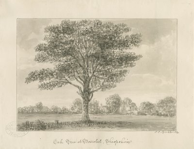 Boscobel - Kuninkaallinen tammi: seepiapiirustus, 1820 tekijältä John Chessell Buckler