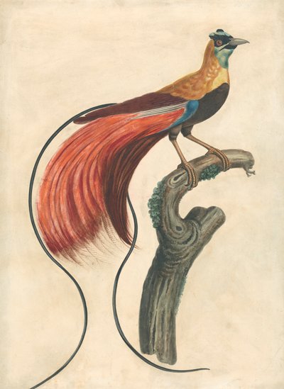 Red-Plumed Bird of-Paradise (Paradise Apoda Raggiana), Kaakkois-Uusi-Guinea tekijältä John Collet