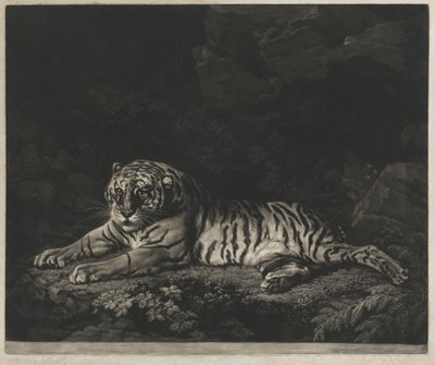 Tiikeri tekijältä John Dixon after George Stubbs