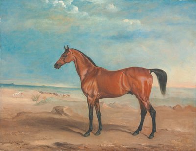 Arabian ori 