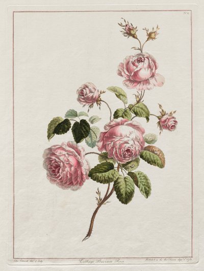 Luonnon mukaan piirrettyjen kukkien kokoelma - Kaaliprovinssin ruusu, 1801. tekijältä John Edwards
