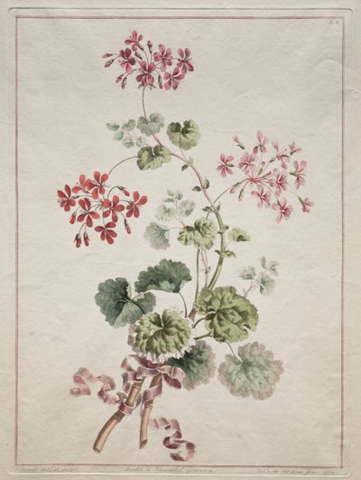 Kokoelma luonnosta piirrettyjä kukkia: nro 6 - Scarlet and Variegated Geranium, 1801. tekijältä John Edwards
